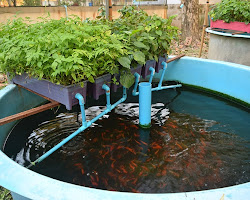 Growing food with aquaponics